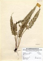 藏品(長生鐵角蕨)的圖片